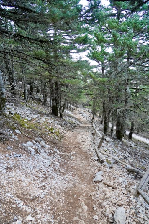Trail To The Summit